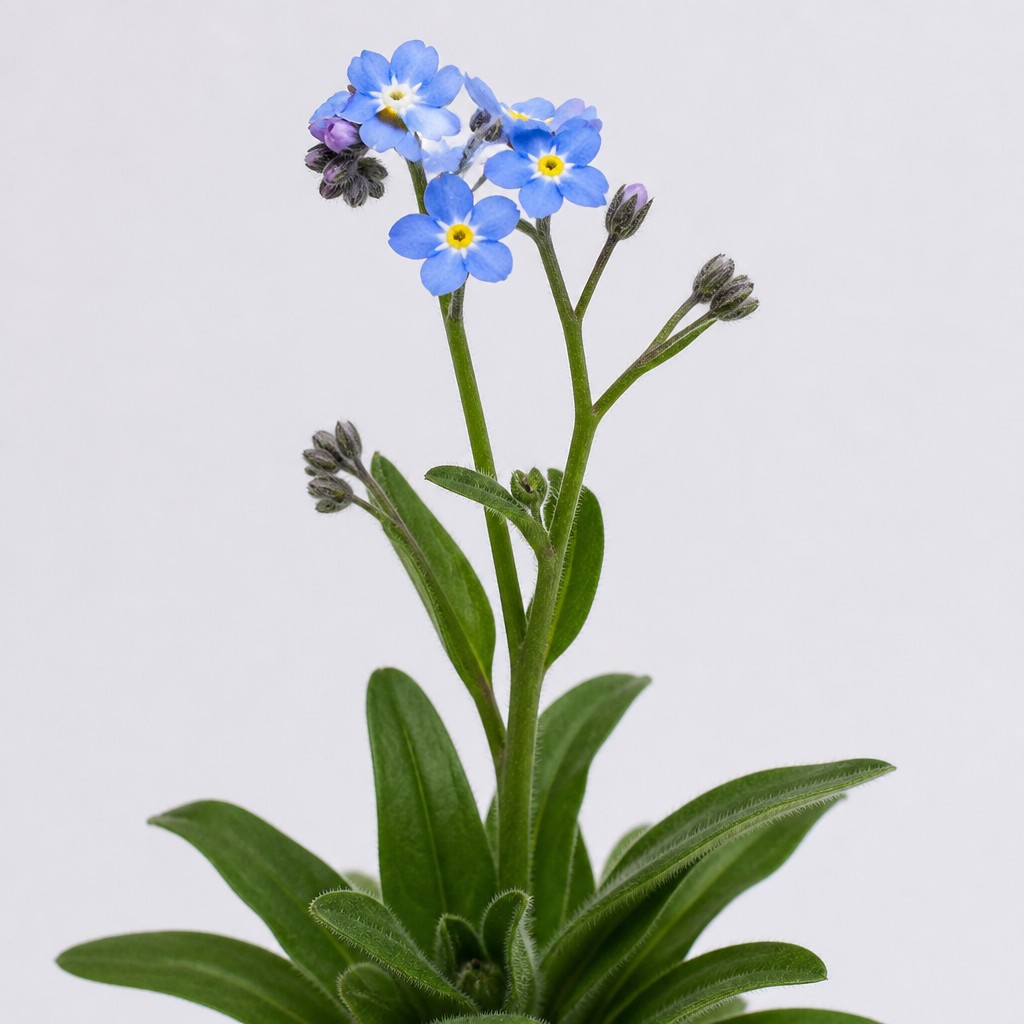 Forget-Me-Not