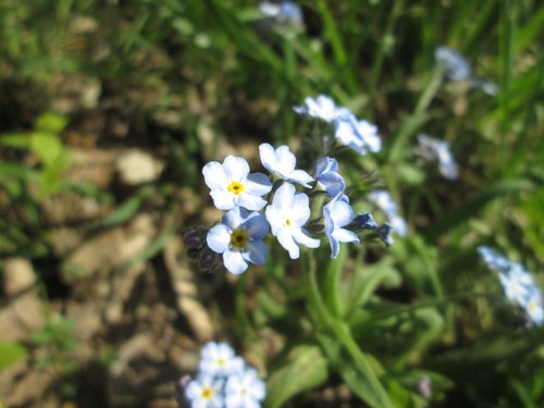 Forget-Me-Not