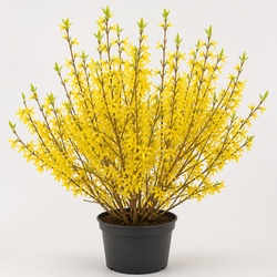 Forsythia Identification Guide