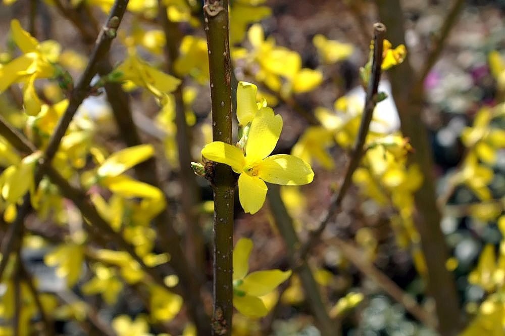 How to Care for Forsythia