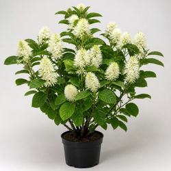 Fothergilla Identification Guide