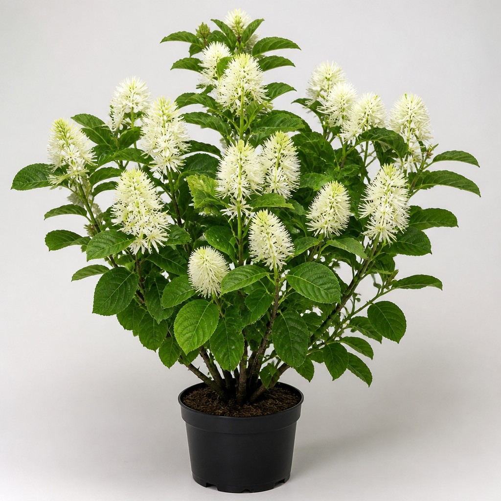 Fothergilla