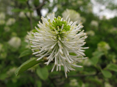 Fothergilla