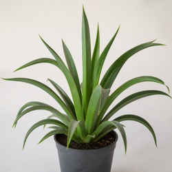 Fox Tail Agave Identification Guide
