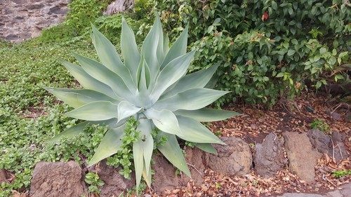 Fox Tail Agave