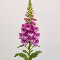 Foxglove Identification Guide