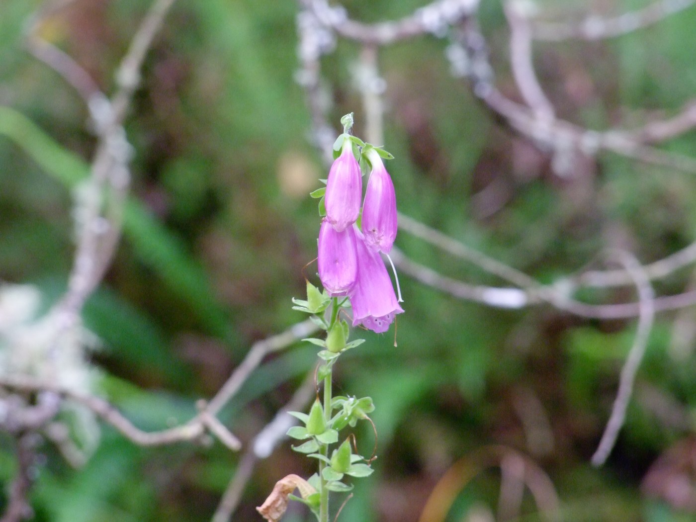 How to Care for Foxglove