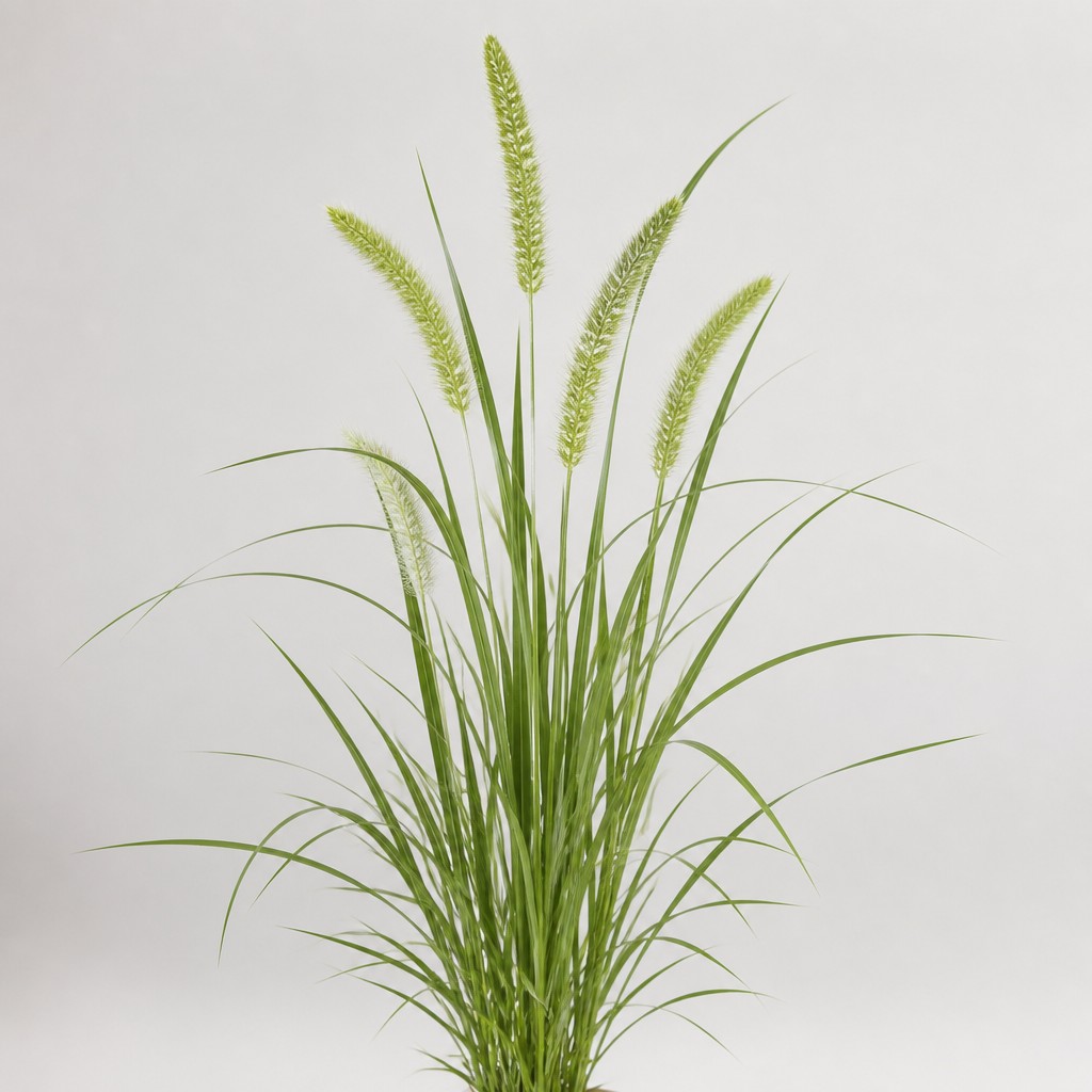Foxtail