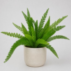 Foxtail Fern Identification Guide