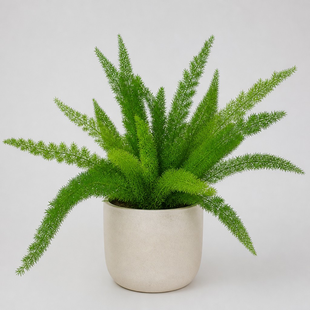 Foxtail Fern