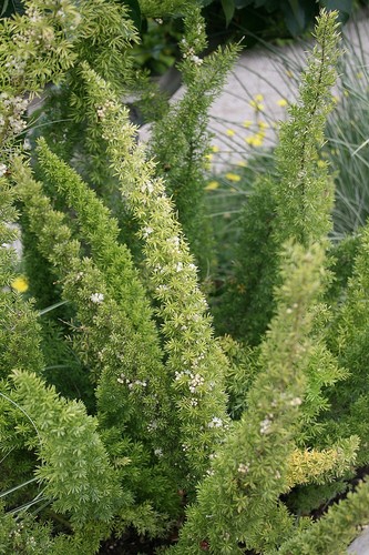 Foxtail Fern