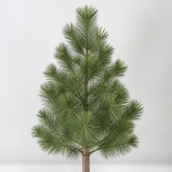 Foxtail Pine Identification Guide