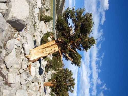 Foxtail Pine