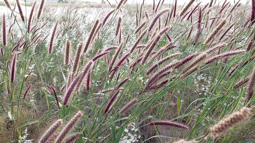 Foxtail
