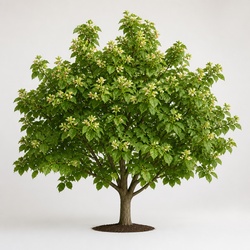 Franklin Tree Identification Guide