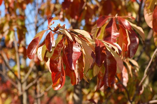 Franklin Tree