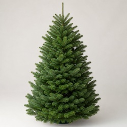 Fraser Fir Identification Guide