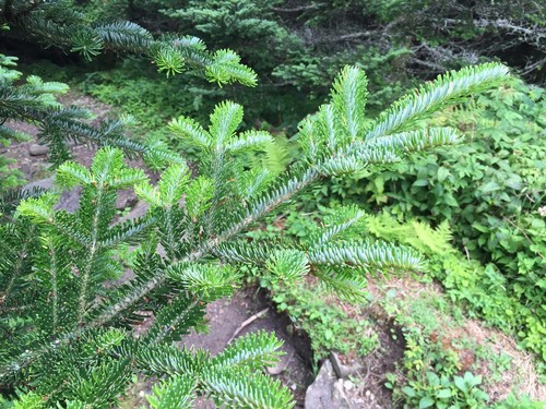 Fraser Fir