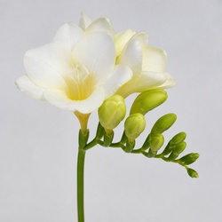 Freesia Identification Guide