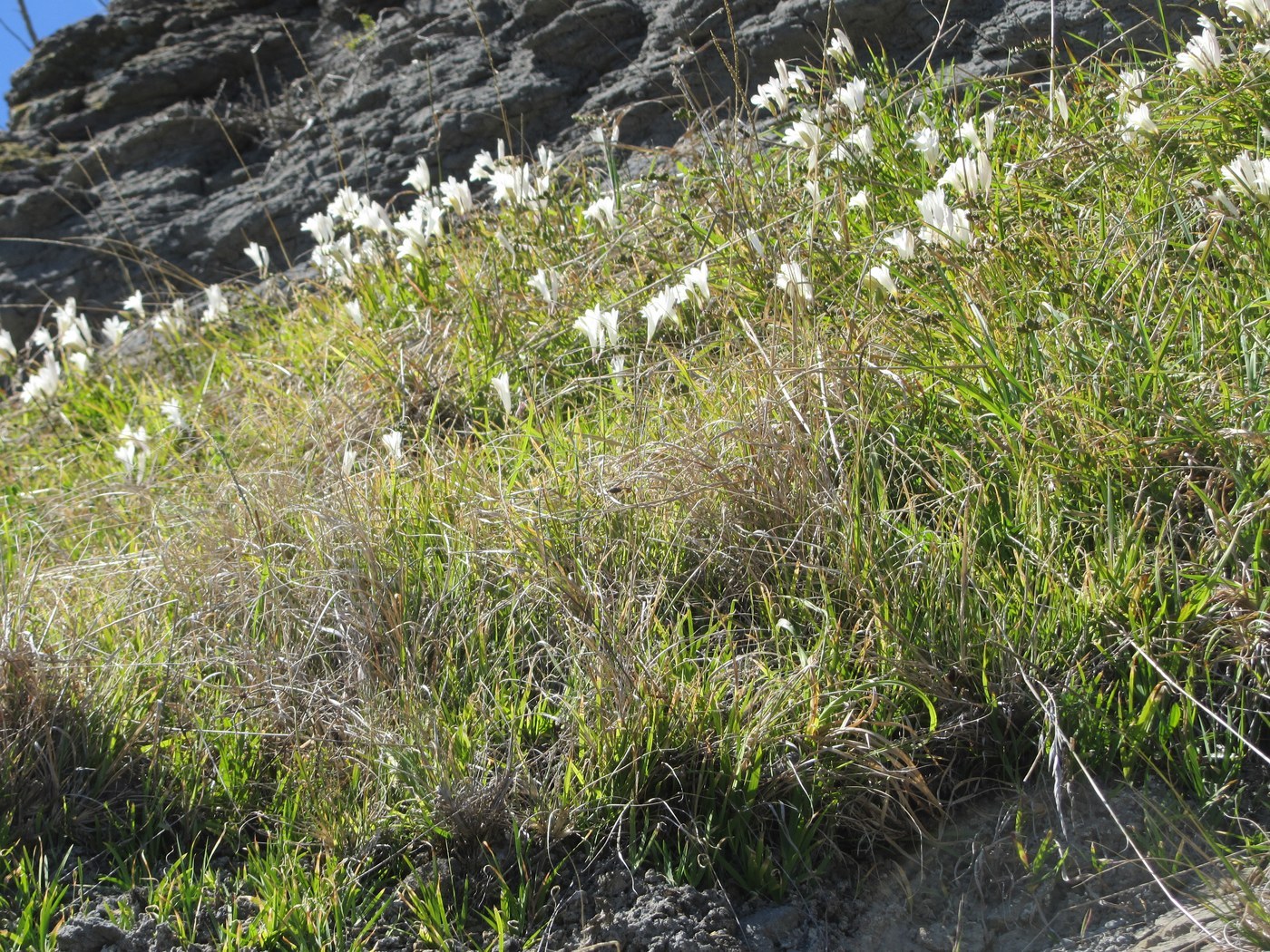 How to Care for Freesia