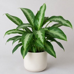 Friendship Plant Identification Guide