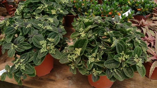 Friendship Plant