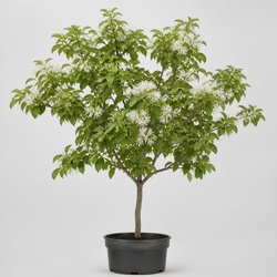 Fringe Tree Identification Guide