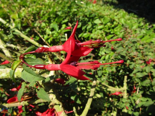 Fuchsia