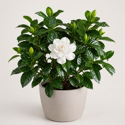 Gardenia Identification Guide