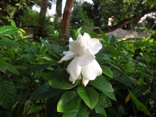 Gardenia