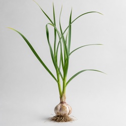 Garlic Identification Guide