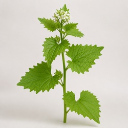 Garlic Mustard Identification Guide