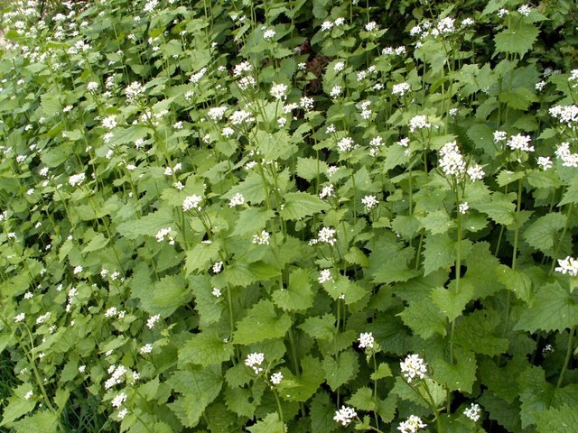 How to Care for Garlic Mustard