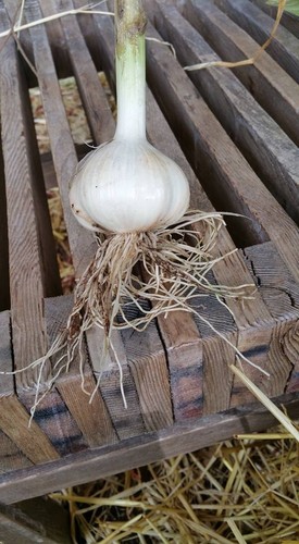 Garlic