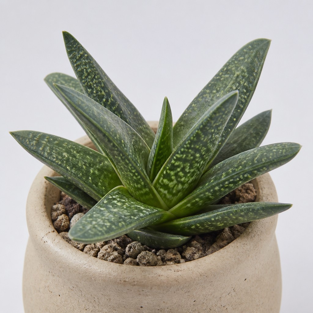 Gasteria