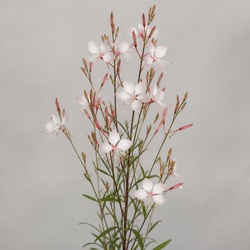 Gaura Identification Guide