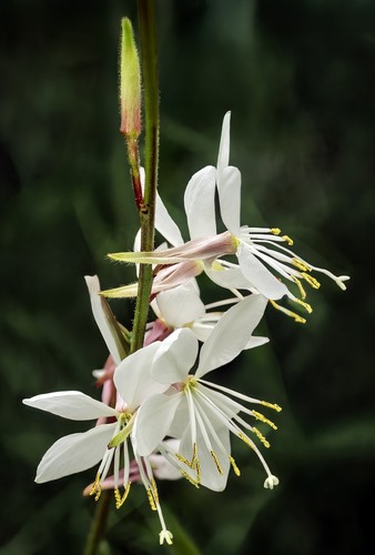 Gaura
