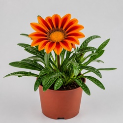 Gazania Identification Guide