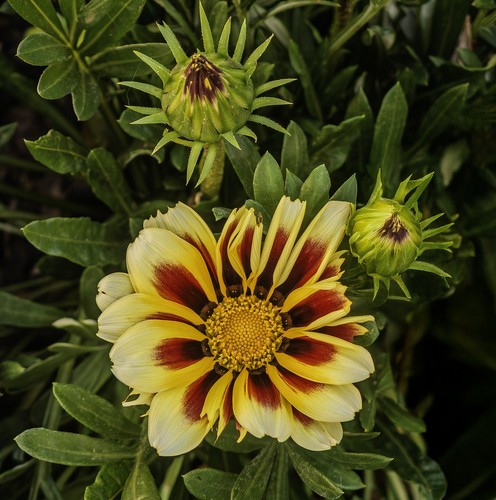 Gazania