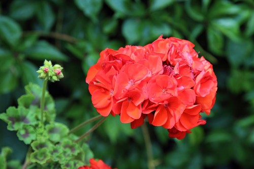 Geranium