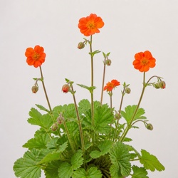 Geum Identification Guide