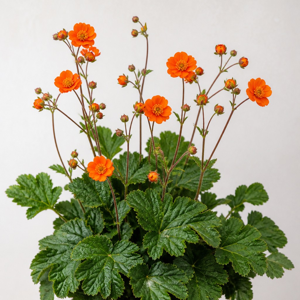 Geum