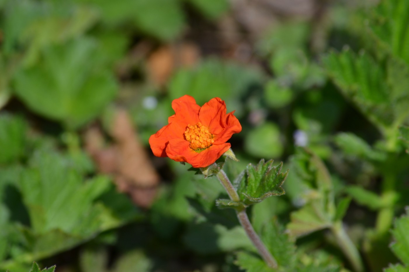 How to Care for Geum