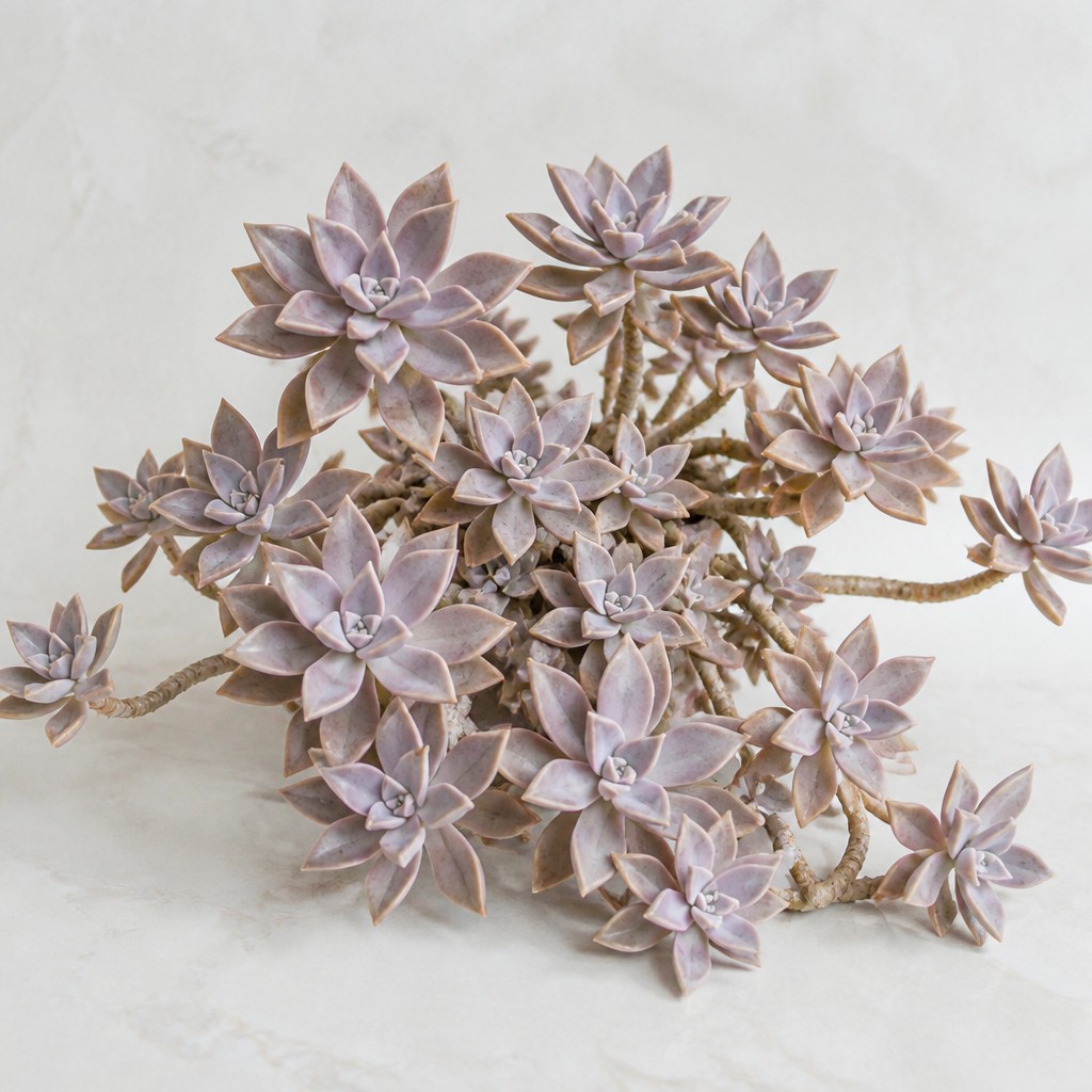 Ghost Plant