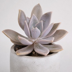 Ghost Plant Identification Guide