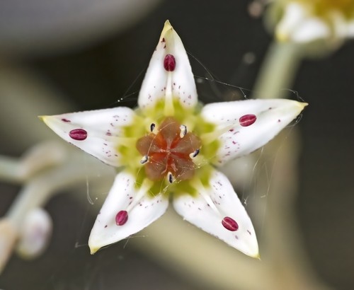 Ghost Plant