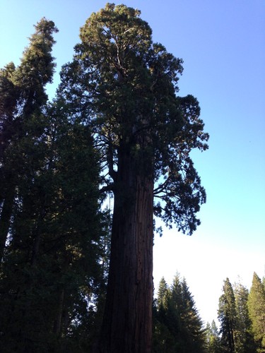 Giant Sequoia