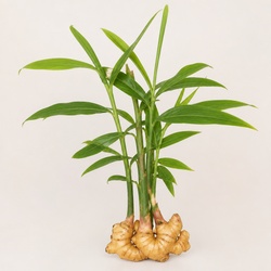 Ginger Identification Guide