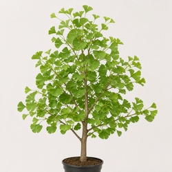 Ginkgo Identification Guide