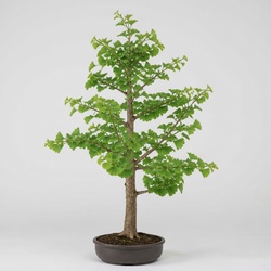Ginkgo Biloba Identification Guide